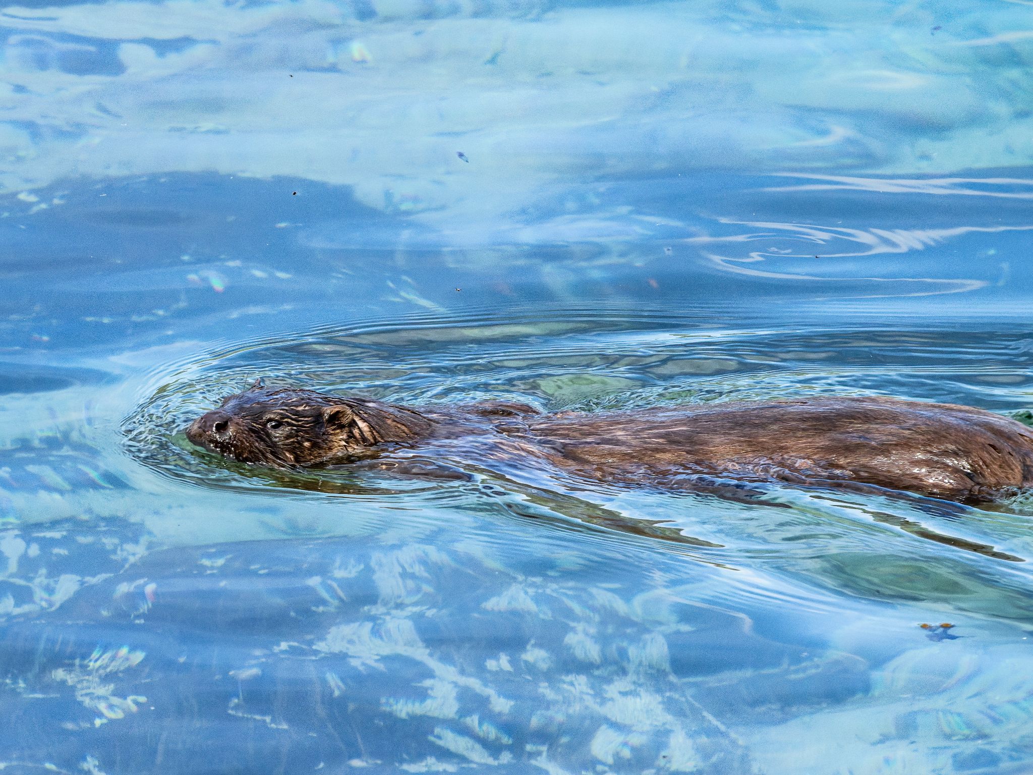 Otter